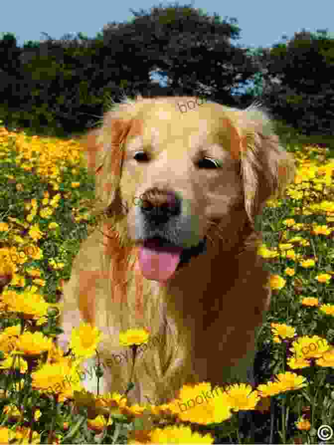 A Beautiful Golden Retriever Lying In A Field Of Flowers, Looking Up At The Camera With Soulful Eyes. A Dog Named Beautiful: A Marine A Dog And A Long Road Trip Home