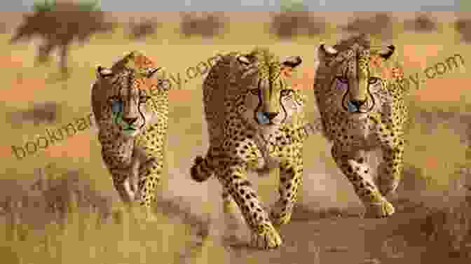 A Cheetah Sprinting Across The African Savanna, Its Long Legs Extended Snow Leopards And Other Wild Cats (Magic Tree House (R) Fact Tracker)