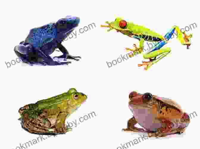 A Collage Of Different Frog Species Showcasing The Vast Diversity Of Forms And Colors A Frog S Life IP Factly