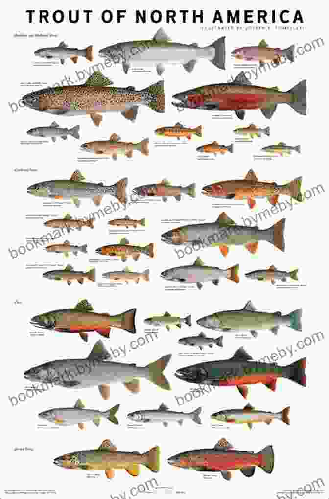 A Collage Of Images Showcasing The Diversity Of Fish Species In North America, Including Bass, Trout, Catfish, And Panfish. Jack S Field Guide To Fishing For Beginners: Freshwater Fishing Angling Boat Fishing Shore Fishing Fishing Gear Knot Tying Safety Etiquette Fish Species Staying Legally Compliant