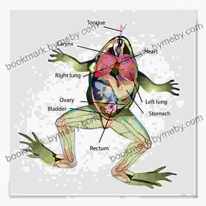 A Detailed Diagram Of Frog Anatomy Highlighting Key Organs And Structures A Frog S Life IP Factly