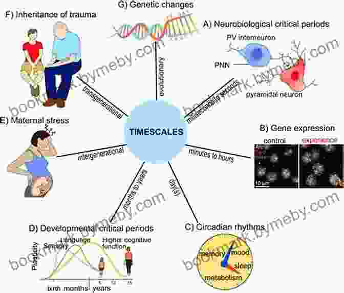 A Diagram Illustrating The Complex Interactions Between Genes, Experiences, And Social Factors In Shaping Human Development The Emotional Foundations Of Personality: A Neurobiological And Evolutionary Approach