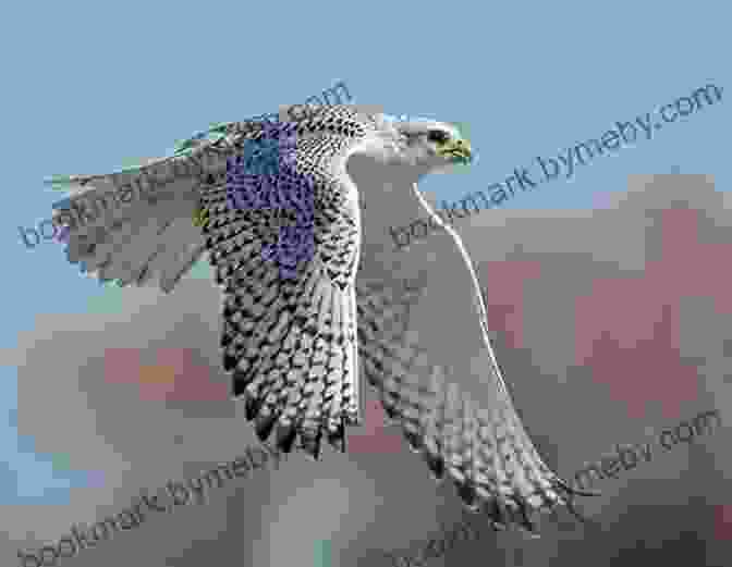 A Gyrfalcon In Flight A Children S Guide To Arctic Birds