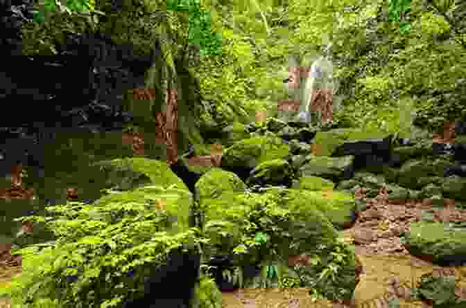 A Lush Rainforest In Darien National Park, Panama Insight Guides Panama (Travel Guide EBook)