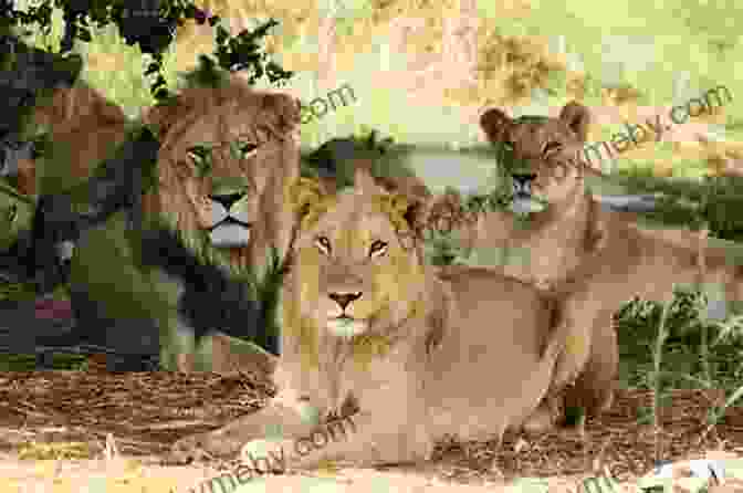 A Majestic Lion Pride Gathered In The African Savanna The Lion S Pride (Proverbs And Parables 2)