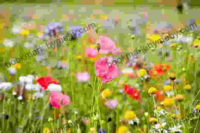 A Photograph Of A Field Of Wildflowers With A Forest In The Background. Wilding: Returning Nature To Our Farm