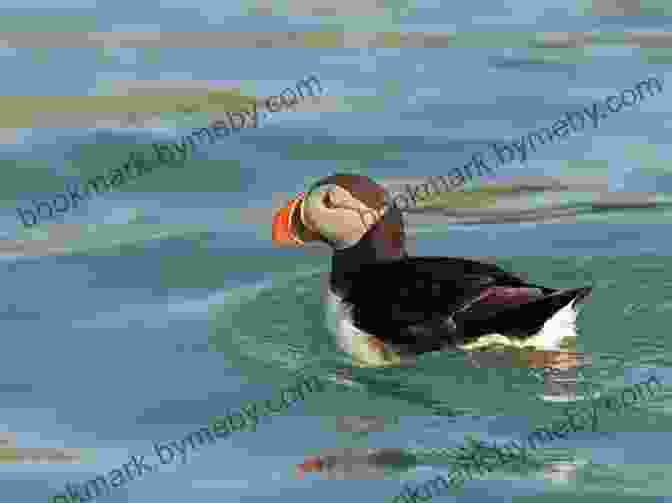 A Puffin Swimming In The Ocean A Children S Guide To Arctic Birds