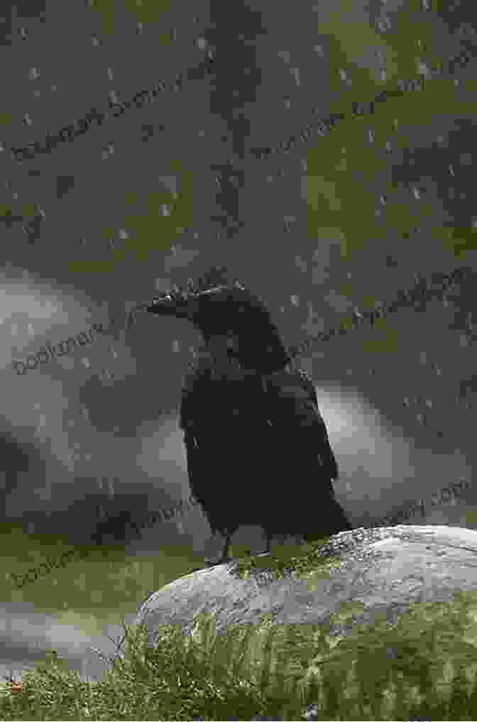 A Raven Perched On A Rock A Children S Guide To Arctic Birds