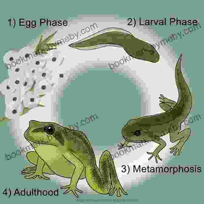 A Sequence Of Images Depicting The Stages Of The Frog's Life Cycle, From Egg To Adult A Frog S Life IP Factly