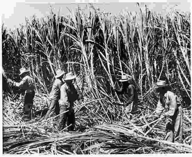 A Sugar Plantation In Hawaii During Kauikeaouli's Reign Leveraging Sovereignty: Kauikeaouli S Global Strategy For The Hawaiian Nation 1825 1854