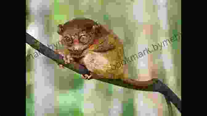 A Tarsier Singing In The Rainforest Tarsier Sings His Song: Endangered And Misunderstood Animals 4