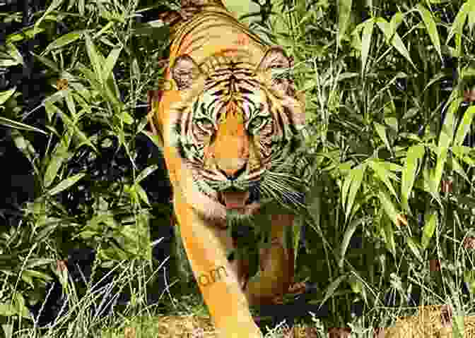 A Tiger Emerging From The Dense Undergrowth, Its Piercing Gaze Fixed Snow Leopards And Other Wild Cats (Magic Tree House (R) Fact Tracker)