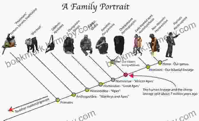 An Evolutionary Tree Depicting The Divergence Of The Human Lineage From Other Primates The Emotional Foundations Of Personality: A Neurobiological And Evolutionary Approach