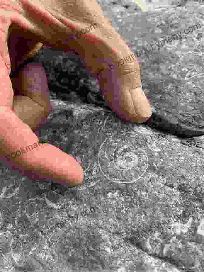 Ancient Petroglyphs In Nahanni National Park Nahanni: Then And Now Tim Cahill