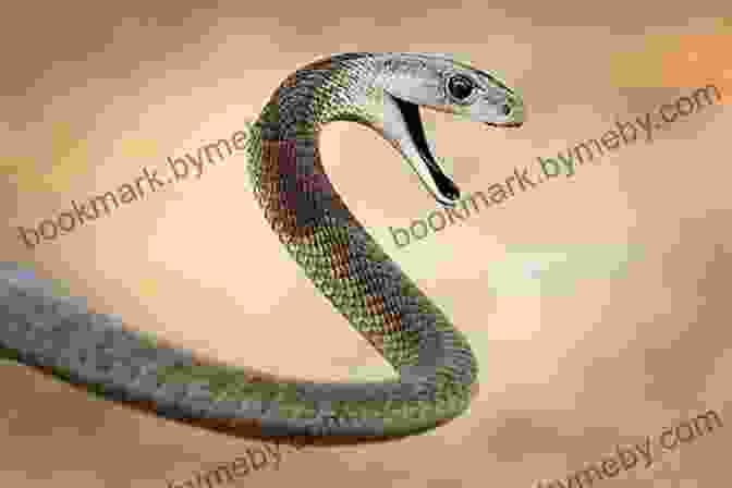 Black Mamba, Africa's Deadliest Snake 25 Most Deadly Animals In The World Animal Facts Photos And Video Links (25 Amazing Animals 7)