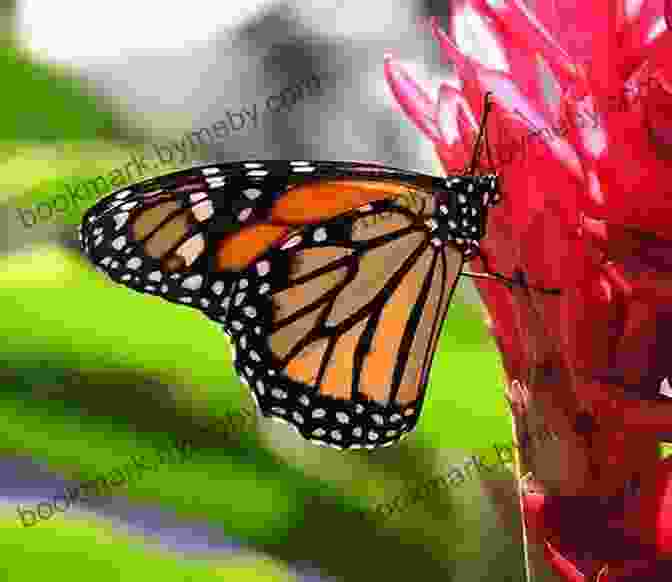 Butterflies Fluttering In The Butterfly Farm, Sint Maarten Sint Maarten (Saint Martin) Travel Guide: The Top 10 Highlights In Sint Maarten (Saint Martin) (Globetrotter Guide Books)