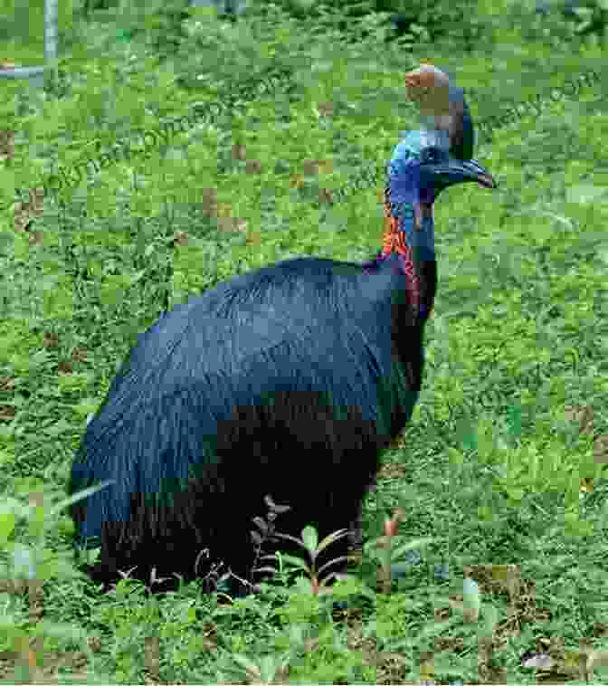 Cassowary, The Dangerous Bird Of The Rainforest 25 Most Deadly Animals In The World Animal Facts Photos And Video Links (25 Amazing Animals 7)