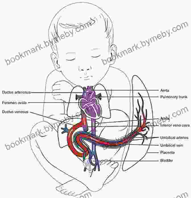 Connecting With The Heart In Childbirth Mindful Birthing: Training The Mind Body And Heart For Childbirth And Beyond