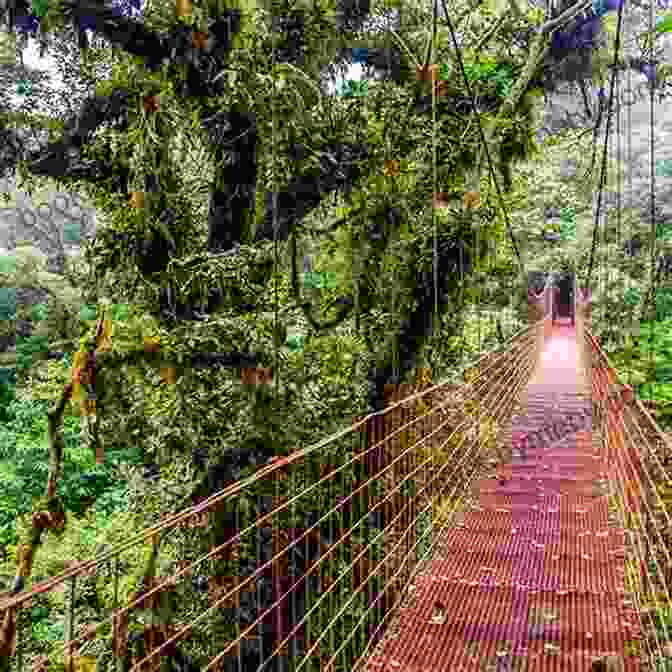 Costa Rican Rainforest You Really Can Drive To Costa Rica