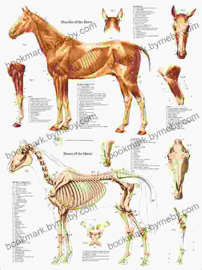 Detailed Illustration Of Horse Anatomy, Showcasing The Muscular System, Skeletal Structure, And Internal Organs. The Biggle Horse Book: A Concise And Practical Treatise On The Horse Adapted To The Needs Of Farmers And Others Who Have A Kindly Regard For This Noble Servitor Of Man