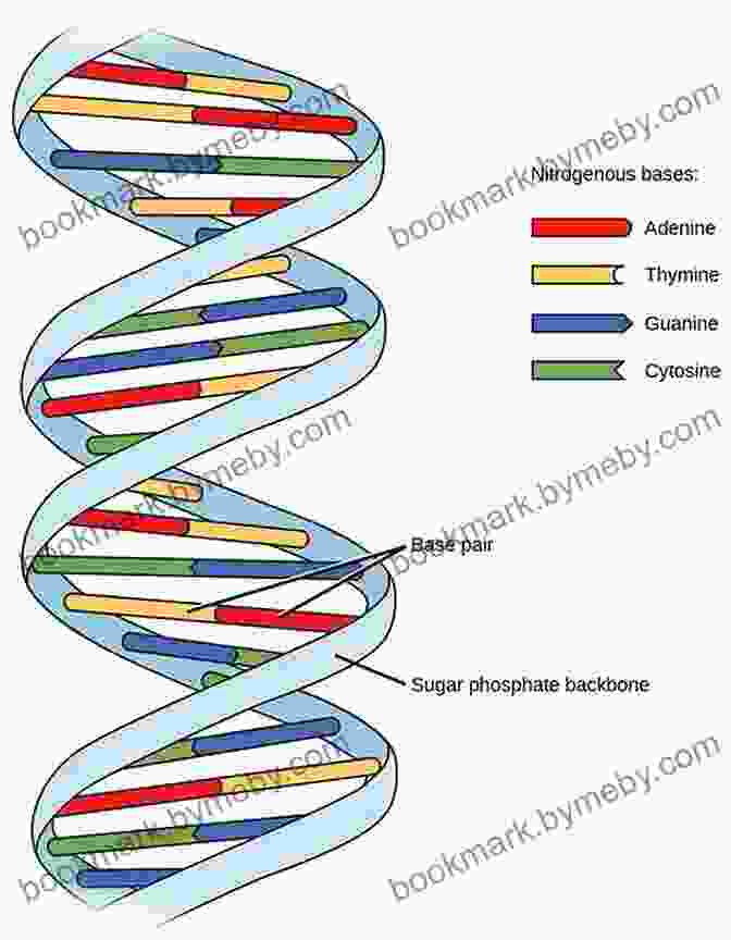 DNA Double Helix Representing Genetic Variation The Origins Of Races And Color