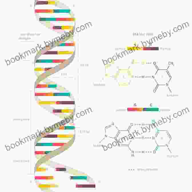 Double Helix Model Of DNA The Double Helix: A Personal Account Of The Discovery Of The Structure Of DNA