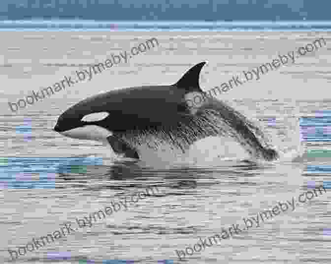 Flood Warning: Orca Echoes Book Cover Featuring An Orca Breaching The Water Flood Warning (Orca Echoes) Jacqueline Pearce