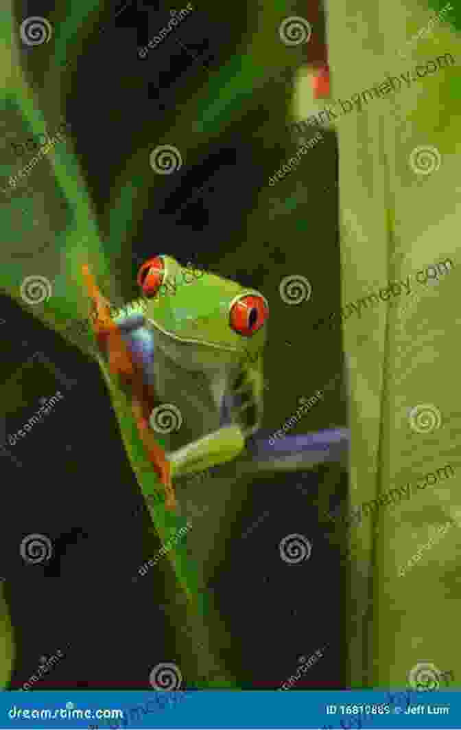 Frog Life: Ip Factly Book Cover Showing A Vibrant Green Frog Perched On A Leaf A Frog S Life IP Factly