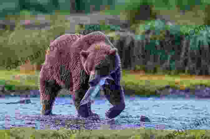 Grizzly Bear Fishing In A River Alaska Bears: Shaken And Stirred