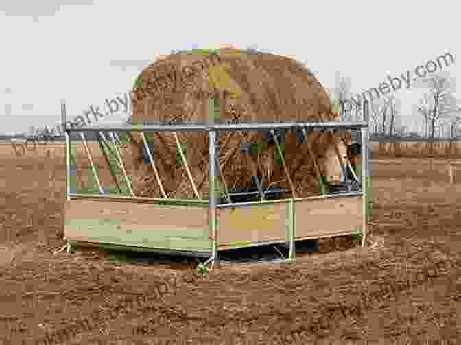 Hay Bale Feeder In A Livestock Barn Homemade Contrivances And How To Make Them: 1001 Labor Saving Devices For Farm Garden Dairy And Workshop