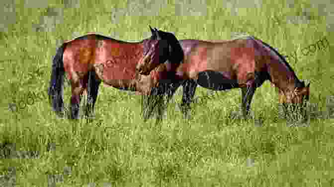 Horses Grazing In A Pasture, Symbolizing The Importance Of Proper Nutrition For Equine Health And Well Being. The Biggle Horse Book: A Concise And Practical Treatise On The Horse Adapted To The Needs Of Farmers And Others Who Have A Kindly Regard For This Noble Servitor Of Man