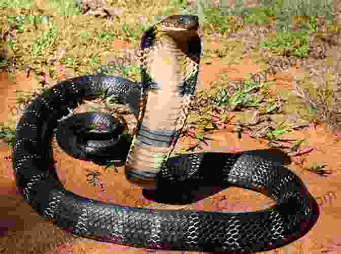 King Cobra, The World's Largest Venomous Snake 25 Most Deadly Animals In The World Animal Facts Photos And Video Links (25 Amazing Animals 7)