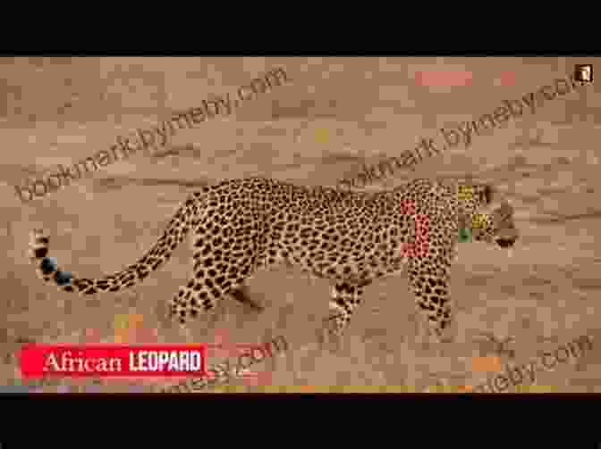 Leopard, A Stealthy And Solitary Hunter 25 Most Deadly Animals In The World Animal Facts Photos And Video Links (25 Amazing Animals 7)