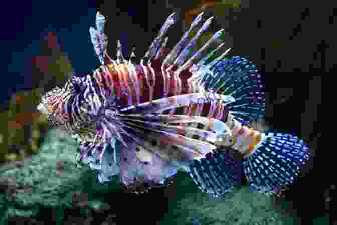 Lionfish, A Beautiful But Venomous Marine Inhabitant 25 Most Deadly Animals In The World Animal Facts Photos And Video Links (25 Amazing Animals 7)