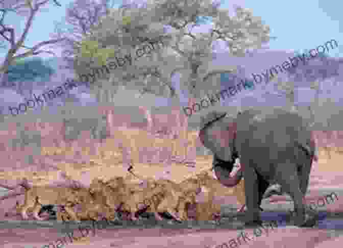 Oti, The Young Elephant, Surrounded By Her New Friends In California, Including Sammy The Sea Lion, Luna The Hummingbird, And Maya The Mountain Lion. The Adventures Of Oti And Valentina: Oti Moves To California