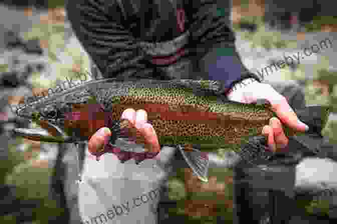 Person Holding A Trout How To Improve Your Fly Fishing Catching (Fly Fishing For Trout)