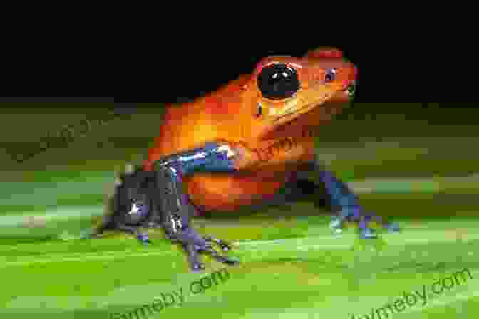 Poison Dart Frog, A Tiny Amphibian With A Deadly Toxin 25 Most Deadly Animals In The World Animal Facts Photos And Video Links (25 Amazing Animals 7)