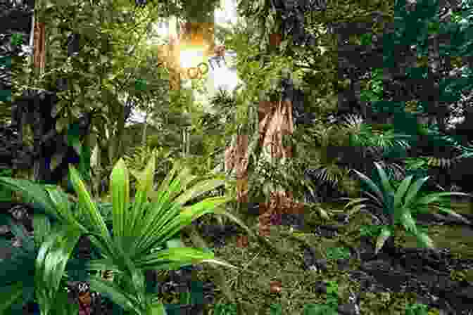 Rainforest In Central America With Lush Vegetation And Wildlife Havana Interactive City Guide: Spanish And English (Central America 1)