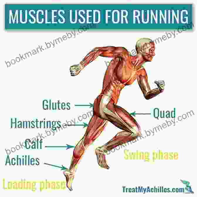 Runner's Anatomy Diagram Showing Muscle Groups Involved In Running The Running Revolution: How To Run Faster Farther And Injury Free For Life