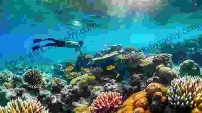 Snorkelers Explore The Vibrant Coral Reefs Of Cozumel, Surrounded By Colorful Marine Life. Insight Guides Pocket Cancun Cozumel (Travel Guide EBook)