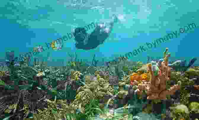 Snorkeling At Creole Rock, Sint Maarten Sint Maarten (Saint Martin) Travel Guide: The Top 10 Highlights In Sint Maarten (Saint Martin) (Globetrotter Guide Books)