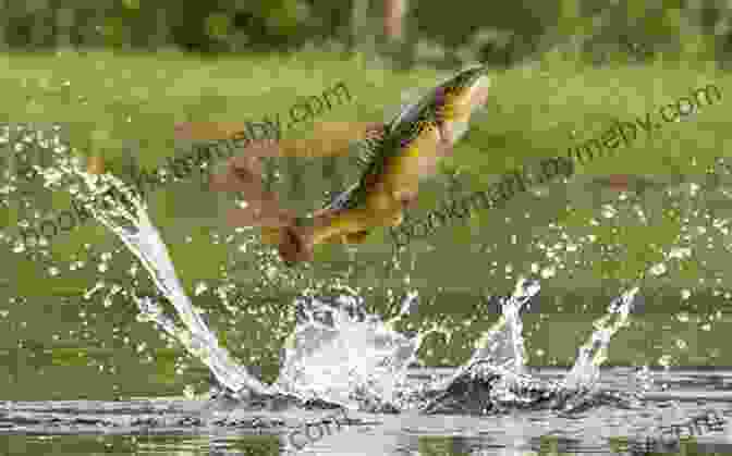 Trout Leaping Out Of Water How To Improve Your Fly Fishing Catching (Fly Fishing For Trout)