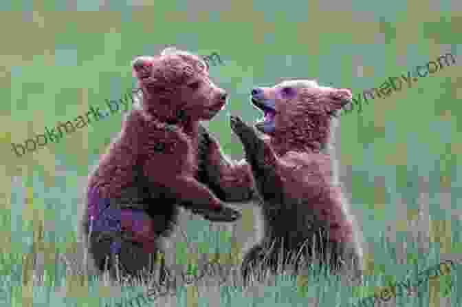 Two Bear Cubs Playing In A Field Alaska Bears: Shaken And Stirred